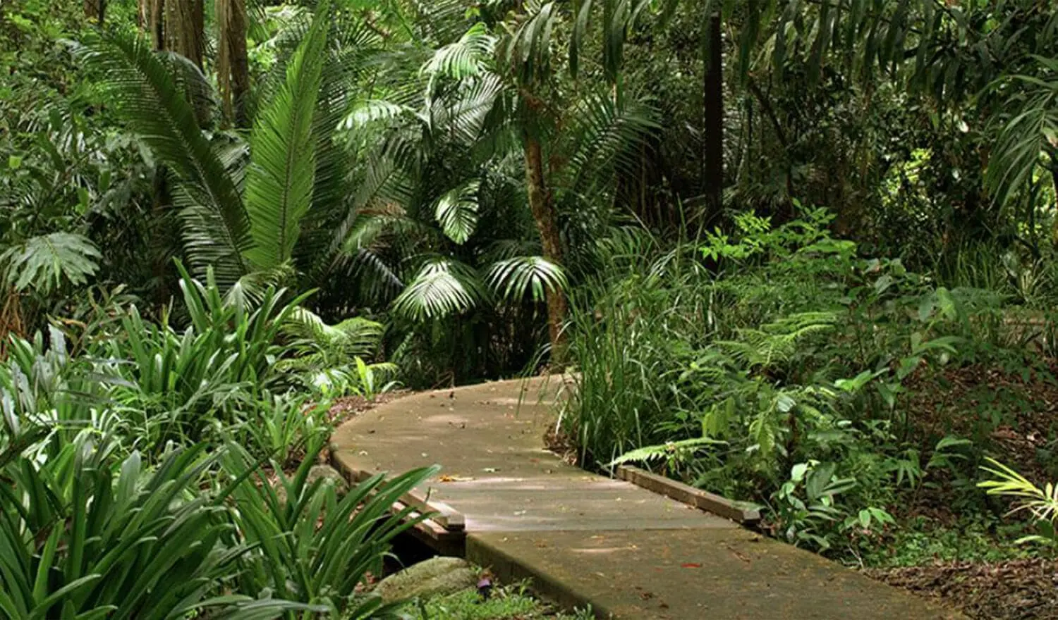 Australian National Botanic Gardens native flora