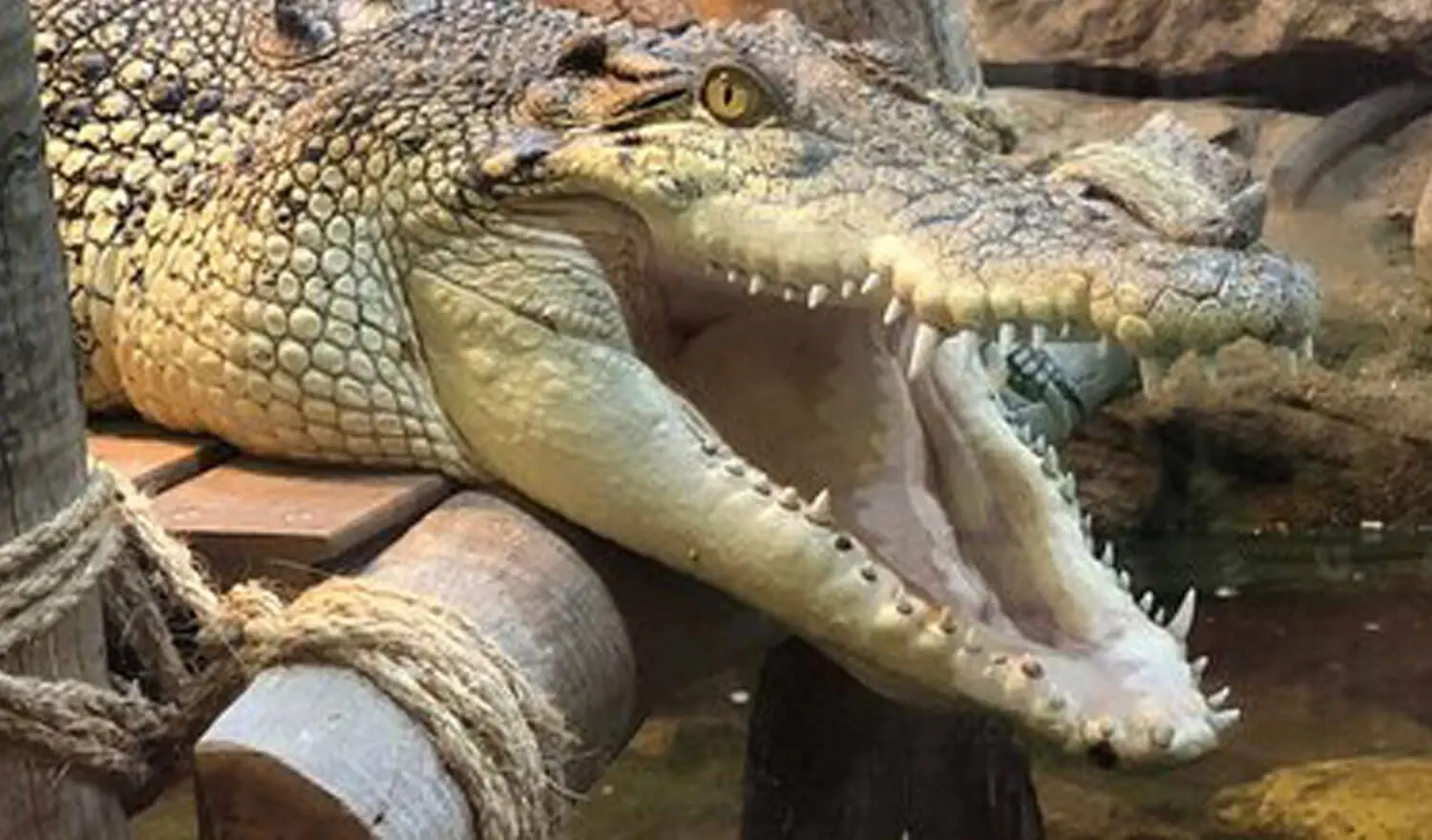 Canberra Reptile Zoo wildlife education